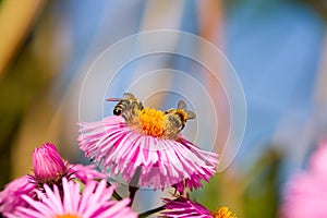 Two bees on a aster.