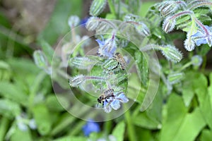 Two bees on blue borage flowers in nature