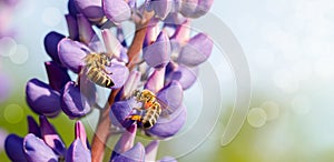Two bees collect honey on a lupine