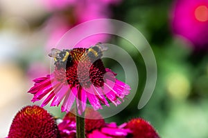 Two bees collecting nectar of pink coneflower or Echinacea purpurea - Pica Bella