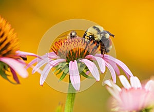 two bees on a cone flower