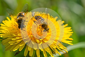 Two Bees on a dandelion flower