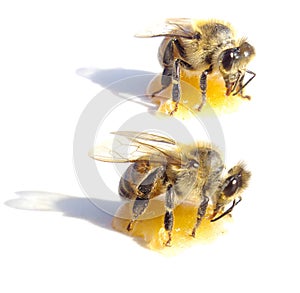 Two bees eating honey over white background