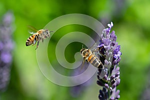 Two bees in flight around lavender flowers