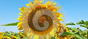 Two bees fly and land on a sunflower