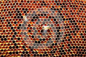 Two bees on honeycomb