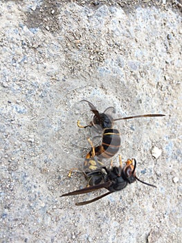 Two bees mated on the ground