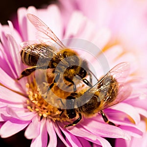 Two bees on one flower pollination