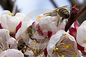 Two bees pollinate apricot blossoms in the spring