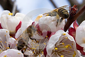 Two bees pollinate apricot blossoms in the spring photo