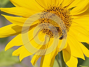 Two bees are sitting on a flower