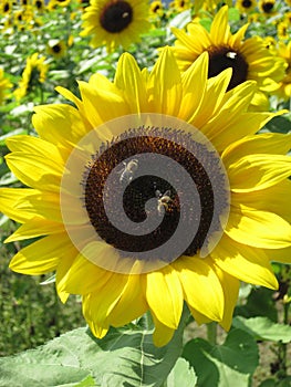 Two bees are sitting on a sunflower