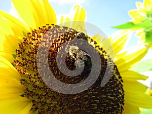 Two bees are sitting on the sunflower