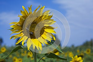 Two Bees on Sun Flower Head