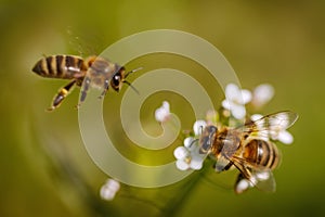 Due api sul bianco fiore raccolta polline un assemblaggio 