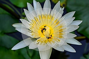 Two bees on a white lotus in a pond