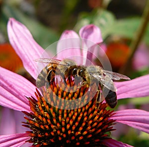 Two bees working on Echinacea flower