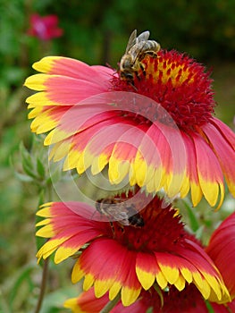 Two bees working on a red-yellow flowers