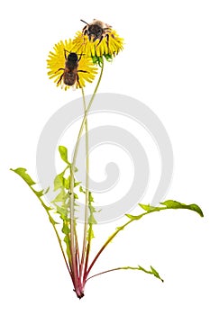 Two bees on yellow bright dandelions