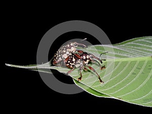 Two beetles mating on a leaf