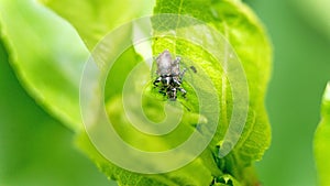 Beetles mating on a leaf