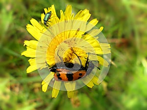 Two beetles on on yellow flower, Beetle - Spanish fly Lytta vesicatoria and  Mylabris quadripunctata, four spot beetle, Meloidae photo