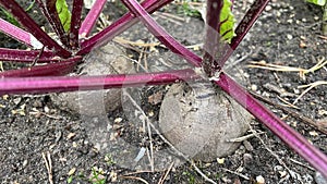 Two beets with leaves in the garden