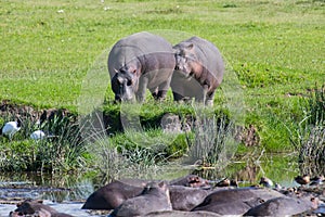 Two behemoths eating grass while the main herd is in the pool