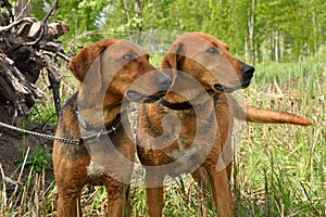 Two Belarusian hound dogs