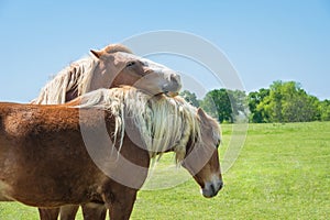 Two Belgian Draft Horses grooming each other