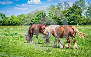 belgian heavy horses
