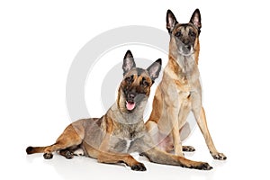 Two Belgian Malinois shepherd dogs