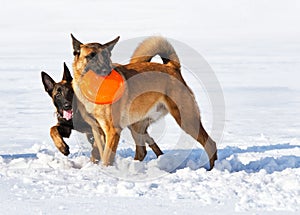 Two Belgian shepherds