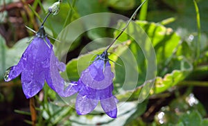 Two bellflowers with drops of dew on green blured background