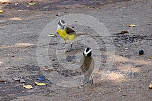 Two Bem-te-vi (Pitangus sulphuratus) birds look at each other photo