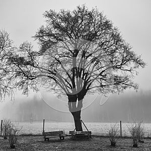 Two benches - ice cold morning