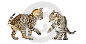 Two bengal cat kittens playing together, six weeks old