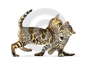 Two bengal cat kittens playing together, six weeks old, isolated