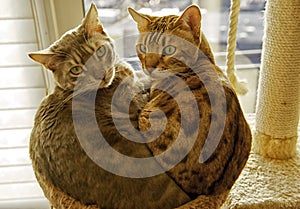 Two Bengal cats in a cuddling position