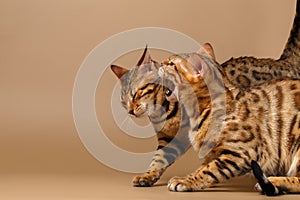 Two Bengal Cats Hissing