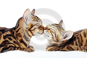 Two bengal cats isolated on a white background