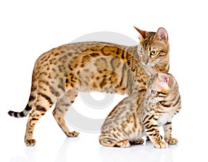 Two bengal cats. mother cat and cub looking away.