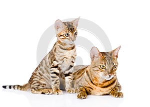 Two bengal cats. mother cat and cub looking away. isolated