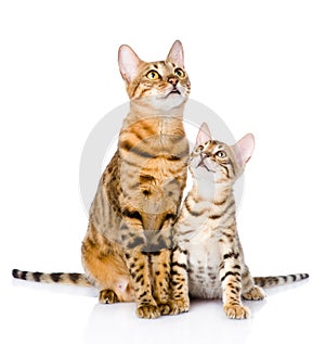 Two bengal cats. mother cat and cub looking up.