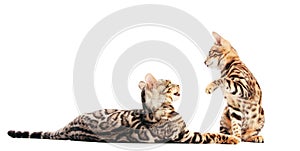 Two Bengal cats playing together, isolated on white