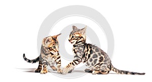 Two Bengal cats playing together, isolated on white