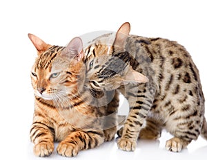 Two Bengal cats (Prionailurus bengalensis). photo