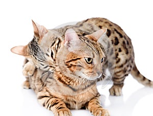 Two Bengal cats (Prionailurus bengalensis). photo