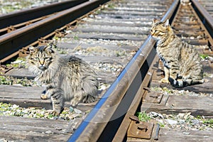 Two Bengal cats sit on railway sleepers