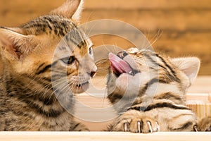 Two Bengal kittens licking each other`s tongues, close-up